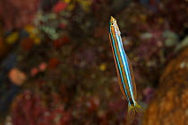 Blue striped / Blue lined fangblenny (Plagiotremus rhinorhynchos) swimming vertically. Misool, Raja Ampat, West Papua, Indonesia.