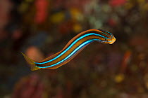 Blue striped / Blue lined fangblenny (Plagiotremus rhinorhynchos). Misool, Raja Ampat, West Papua, Indonesia