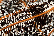 Close up of Featherstar (Crinoidea) Misool, Raja Ampat, West Papua, Indonesia.