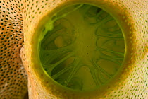 Green urn sea squirt / tunicate (Didemnum molle), close-up of the syphon. Misool, Raja Ampat, West Papua, Indonesia.