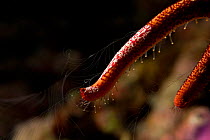 Close up of leg of Starfish comb jelly (Coeloplana astericola) Misool, Raja Ampat, West Papua, Indonesia.