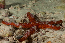 Starfish comb jelly (Coeloplana astericola) on seabed, Misool, Raja Ampat, West Papua, Indonesia.