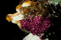 Purple tunicate / sea squirt (Didemnum membranaceum) on coral reef, Misool, Raja Ampat, West Papua, Indonesia.