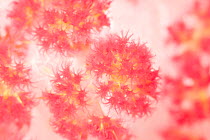 Detail of a soft coral (Dendronephthya sp). Misool, Raja Ampat, West Papua, Indonesia.