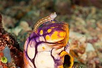 Golden sea squirt / tunicate (Polycarpa aurata) with a blennie sitting on top. Misool, Raja Ampat, West Papua, Indonesia.