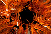 Brittlestar inside a Featherstar (Ophiarachna sp) Misool, Raja Ampat, West Papua, Indonesia.