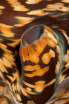 Close up of siphon of a Giant clam (Tridacna sp) Misool, Raja Ampat, West Papua, Indonesia.