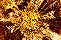 Close-up of Featherstar (Crinoidea) Misool, Raja Ampat, West Papua, Indonesia.