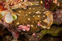 Sea squirt / tunicate (Didemnum sp) morph black-yellow encroaching on a Golden sea squirt (Polycarpa aurata) Misool, Raja Ampat, West Papua, Indonesia.