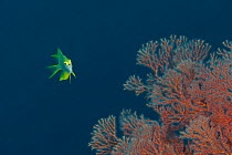 Golden damselfish (Amblyglyphidodon aureus) swimming around a fan coral. Misool, Raja Ampat, West Papua, Indonesia
