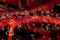 Skeleton shrimps (Caprella sp) cover a fan coral, Misool, Raja Ampat, West Papua, Indonesia.