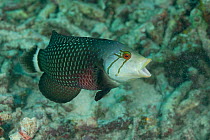 Rockmover wrasse (Novaculichthys taeniourus) with its mouth open. Misool, Raja Ampat, West Papua, Indonesia.