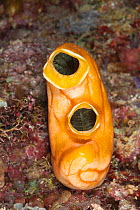 Golden sea squirt / tunicate (Polycarpa aurata). Misool, Raja Ampat, West Papua, Indonesia.