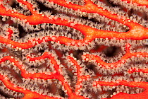 Fan coral (Gorgonacea) with open polyps. Misool, Raja Ampat, West Papua, Indonesia.