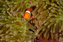 True clownfish / Clown anemonefish (Amphiprion percula) tending their eggs, half-concealed in the tentacles of their host anemone. Misool, Raja Ampat, West Papua, Indonesia.