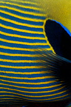 Close-up of the fin and flank of an Emperor angelfish (Pomacanthus imperator). Misool, Raja Ampat, West Papua, Indonesia
