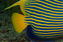 Close-up of the flank and tail of an Emperor angelfish (Pomacanthus imperator). Misool, Raja Ampat, West Papua, Indonesia
