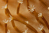 Mushroom leather coral polyps (Sarcophyton sp.). Misool, Raja Ampat, West Papua, Indonesia.