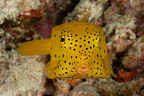 Cubicus yellow boxfish / Cube trunkfish (Ostracion cubicus). Misool, Raja Ampat, West Papua, Indonesia.