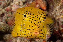 Cubicus yellow boxfish / Cube trunkfish (Ostracion cubicus). Misool, Raja Ampat, West Papua, Indonesia.