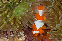 True clownfish / Clown anemonefish (Amphiprion percula) tending its eggs. Misool, Raja Ampat, West Papua, Indonesia.