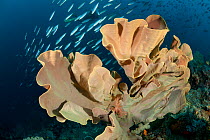 Elephant ear sponge (Ianthella basta) in the reef with a shoal of fish swimming behind. Misool, Raja Ampat, West Papua, Indonesia.