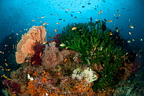 Fan corals (Gorgonacea) and Soft corals (Alceonacea) in the reef, surrounded by reef fish. Misool, Raja Ampat, West Papua, Indonesia, January.