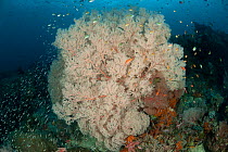 Large Fan coral (Gorgonacea) and Soft corals (Alceonacea) in the reef, surrounded by reef fish. Misool, Raja Ampat, West Papua, Indonesia.