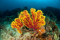 Fan coral (Gorgonacea) in the reef, surrounded by reef fish. Misool, Raja Ampat, West Papua, Indonesia.
