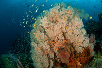 Large Fan coral (Gorgonacea) and Soft corals (Alceonacea) in the reef, surrounded by reef fish. Misool, Raja Ampat, West Papua, Indonesia, January.
