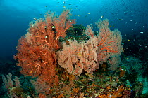 Fan corals (Gorgonacea) and Soft corals (Alceonacea) in the reef, surrounded by reef fish. Misool, Raja Ampat, West Papua, Indonesia, January.