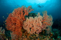Fan corals (Gorgonacea) and Soft corals (Alceonacea) in the reef, surrounded by reef fish, with a distant diver in the background. Misool, Raja Ampat, West Papua, Indonesia, January