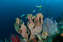 Elephant ear sponge (Ianthella basta) in the reef with a shoal of fish swimming behind. Misool, Raja Ampat, West Papua, Indonesia, January.