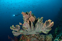 Elephant ear sponge (Ianthella basta) in the reef with a diver swimming behind. Misool, Raja Ampat, West Papua, Indonesia.