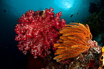 Soft corals (Alcyonacea) and featherstar (Crinoidea)in the reef. Misool, Raja Ampat, West Papua, Indonesia, January.