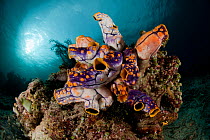 A colony of golden sea squirts / tunicates (Polycarpa aurata). Misool, Raja Ampat, West Papua, Indonesia, January.