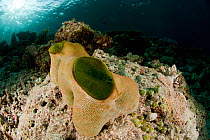 Green urn sea squirt / tunicate (Didemnum molle). Misool, Raja Ampat, West Papua, Indonesia.