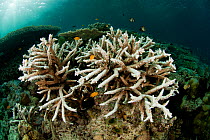 Heat-stressed, bleached, branching corals, Misool, Raja Ampat, West Papua, Indonesia.