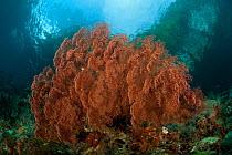 Large Fan coral (Gorgonacea) in the shallows. Misool, Raja Ampat, West Papua, Indonesia.