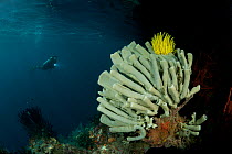 Diver approaching sponges in shallow water, Misool, Raja Ampat, West Papua, Indonesia, January 2010.