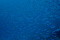 A large shoal of Lunar fusiliers (Caesio lunaris) blending in with the same blue of the water. Misool, Raja Ampat, West Papua, Indonesia