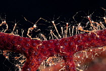 Close up of Skeleton shrimps (Caprella sp) covering fan coral, Misool, Raja Ampat, West Papua, Indonesia.