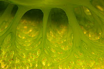 Green urn sea squirt / tunicate (Didemnum molle) internal detail. Misool, Raja Ampat, West Papua, Indonesia.