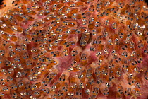 Eggs of true clownfish (Amphiprion percula) with developing fish visible inside. Misool, Raja Ampat, West Papua, Indonesia.