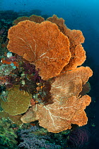 Large Fan corals (Gorgonacea). Misool, Raja Ampat, West Papua, Indonesia, January.