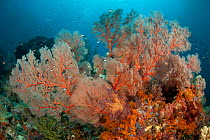 Colorful coral reef with Soft corals (Alcyonacea) and Fan corals (Gorgonacea). Misool, Raja Ampat, West Papua, Indonesia, January.