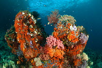 Colorful coral reef with Soft corals (Alcyonacea) and Sea squirts / Tunicates (Tunicata). Misool, Raja Ampat, West Papua, Indonesia, January.