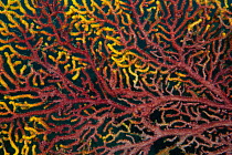 Close-up of Fan coral (Euplexaura sp) Misool, Raja Ampat, West Papua, Indonesia.