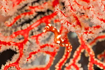 Denise's pygmy seahorse (Hippocampus denise) in its fan coral. Misool, Raja Ampat, West Papua, Indonesia.