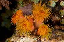 Yellow cup coral (Tubastraea faulkneri), which opens at night. Misool, Raja Ampat, West Papua, Indonesia.